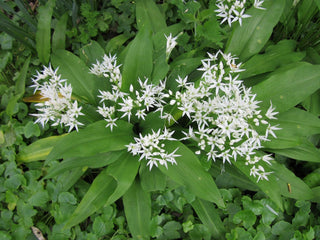 Allium ursinum <br>RAMSON'S WILD GARLIC