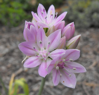 Allium unifolium <br>AMERICAN GARLIC, ONE-LEAVED ONION