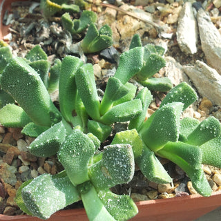 Aloinopsis spathulata <br>HARDY LIVING STONE