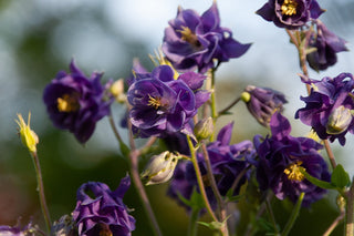 Aquilegia vulgaris <br>DOUBLE DWARF COLUMBINE MIX