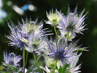 Eryngium alpinum superbum <br>ALPINE SEA HOLLY