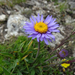 Aster alpinus <br>ASTER ALPINE MIXED COLOURS