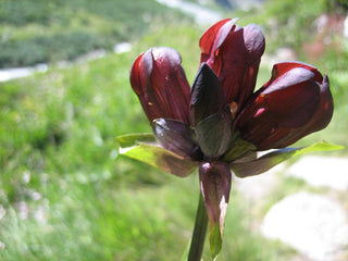 Gentiana purpurea <br>PURPLE GENTIAN