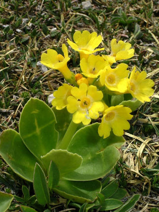 Primula auricula alpina <br>ALPINE PRIMULA