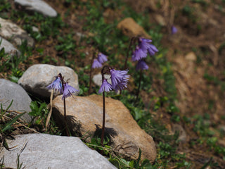 Soldanella alpina <br>SNOWBELL