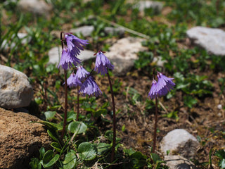 Soldanella alpina <br>SNOWBELL