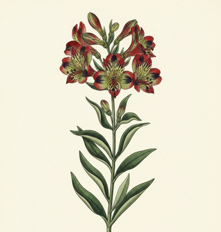 Alstroemeria psittacina <br>PARROT FLOWER, PERUVIAN LILY