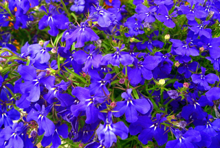 Lobelia erinus pendula <br>TRAILING LOBELIA 'MIDNIGHT'