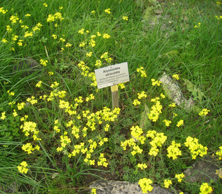 Alyssoides utriculata <br>BLADDERPOD, BLADDERSEED