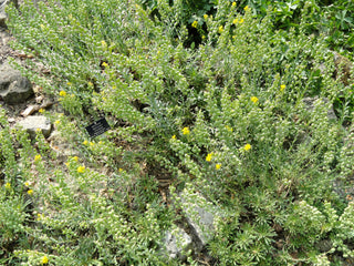 Alyssoides utriculata <br>BLADDERPOD, BLADDERSEED