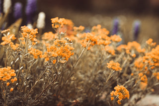 Lobularia <br>SWEET ALYSSUM SALMON