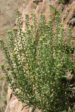 Alyssoides utriculata <br>BLADDERPOD, BLADDERSEED