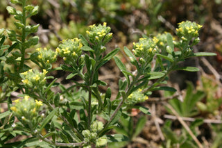 Alyssoides utriculata <br>BLADDERPOD, BLADDERSEED