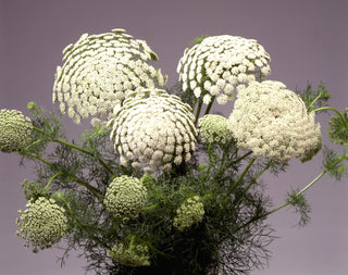 Ammi majus <br>BISHOP'S FLOWER 'GREEN MIST'