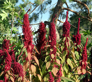 Amaranthus <br>RED GARNET AMARANTH