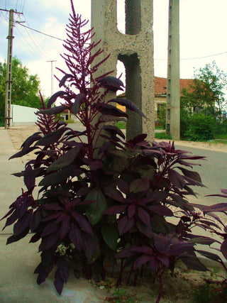 Amaranthus <br>GIANT RED AMARANTH