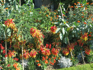Amaranthus tricolor <br>AMARANTH 'PERFECTA'