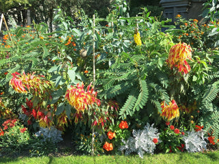 Amaranthus tricolor <br>AMARANTH 'PERFECTA'