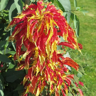 Amaranthus tricolor <br>AMARANTH 'PERFECTA'