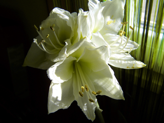 Amaryllis <br>LEMON STAR AMARYLLA