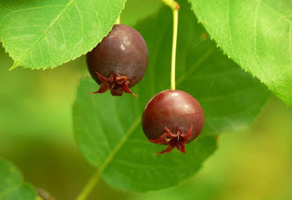 Amelanchier lamarckii <br>JUNEBERRY, SERVICEBERRY, SHADBUSH