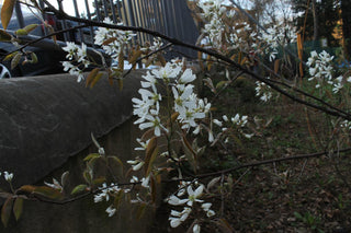Amelanchier lamarckii <br>JUNEBERRY, SERVICEBERRY, SHADBUSH