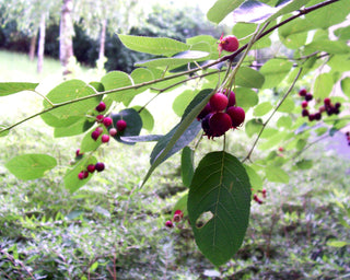 Amelanchier lamarckii <br>JUNEBERRY, SERVICEBERRY, SHADBUSH