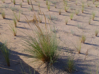 Ammophila arenaria <br>MARRAM GRASS