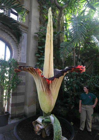 corpse flower