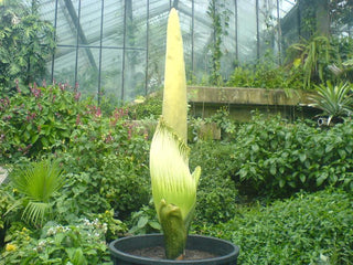 Amorphophallus titanum <br>CORPSE FLOWER, TITAN ARUM <BR>1 Germinated Seed