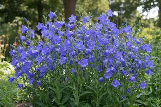 ampanula persicifolia large blue flowers clump