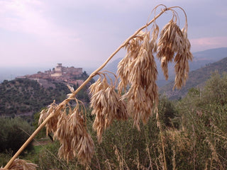 Ampelodesmos mauritanicus <br>MAURITANIA GRASS