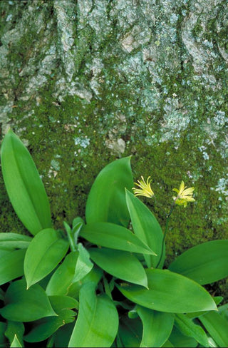 Clintonia borealis <br>BLUEBIRD