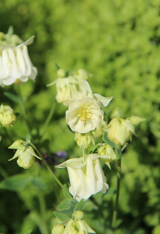 Aquilegia vulgaris <br>DOUBLE DWARF COLUMBINE MIX