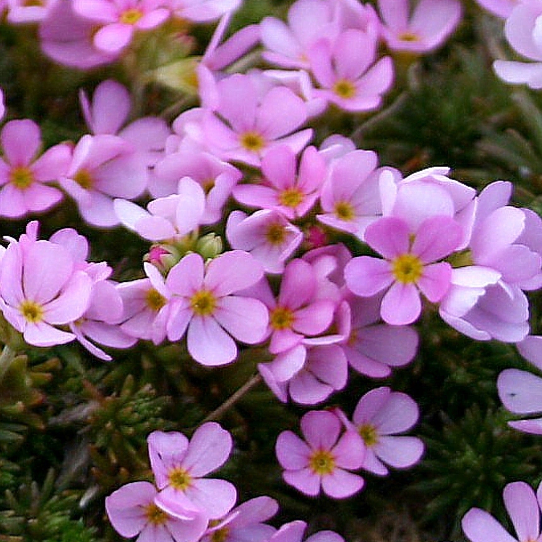 Androsace Carnea ROCK JASMINE Ferri Seeds androsace-carnea-rock-jasmine-ferri-seeds