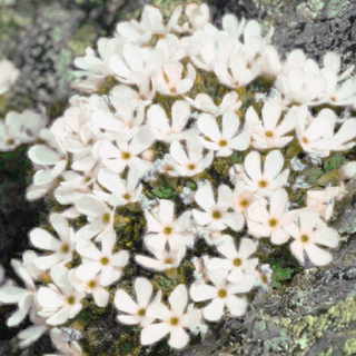 Androsace carnea brigantiaca <br>ROCK JASMINE WHITE