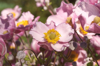 Anemone hupehensis <br>PINK JAPANESE ANEMONE