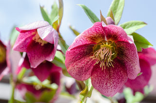 Helleborus orientalis <br>SPOTTED CHRISTMAS ROSE