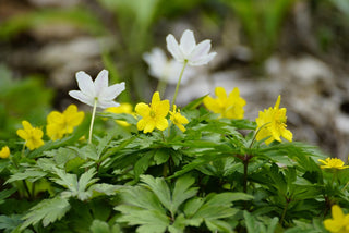 Anemone canadensis <br>WOOD ANEMONE, CANADIAN