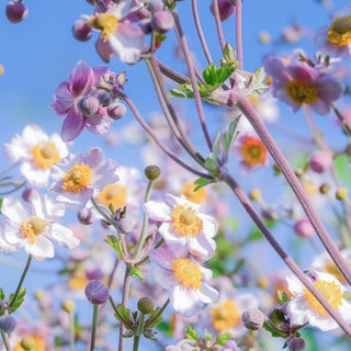 Anemone hupehensis MIX JAPANESE ANEMONE