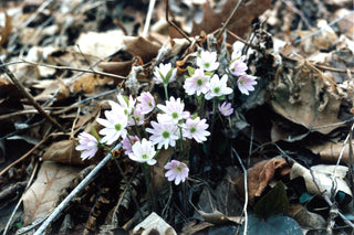 Hepatica acutiloba <br>SHARP LOBED HEPATICA, LIVERWORT