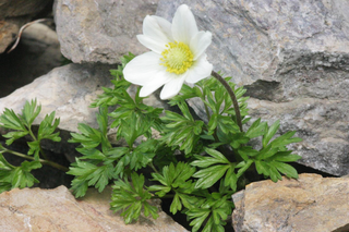 Anemone baldensis WINDFLOWER