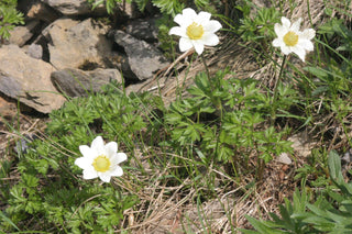 Anemone baldensis <br>WINDFLOWER