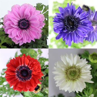 Anemone coronaria <br>POPPY ANEMONE DOUBLE MIX