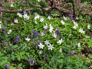 Corydalis solida <br>FUMEWORT