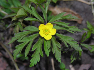 Anemone ranunculoides <br>YELLOW ANEMONE