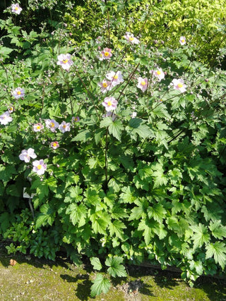 Anemone tomentosa <br>GRAPELEAF ANEMONE