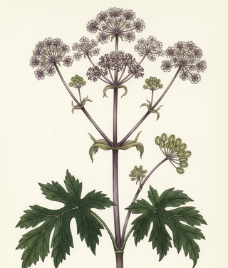 Angelica sylvestris purpurea ANGELICA PURPLE VICAR'S MEAD HOLY GHOST