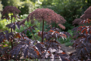 Angelica sylvestris <br>ANGELICA EBONY, DARK LEAF ANGELICA