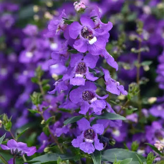 Angelonia angustifolia <br>ANGELONIA BLUE